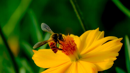 Bee in her own Business