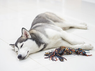 Siberian husky sleeping near colorful cotton dog toy on the floor.