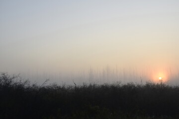 Obraz na płótnie Canvas sunrise in the fog over the forest