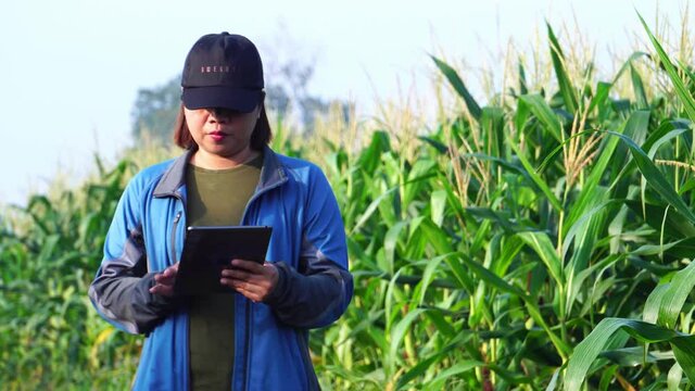Female armer asia with digital tablet examining corn crop