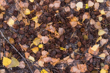 leaves on the ground