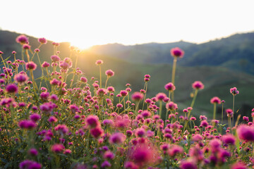 Pink amaranth with view sunset background.