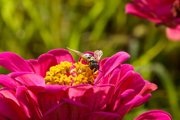 bee on pink flower