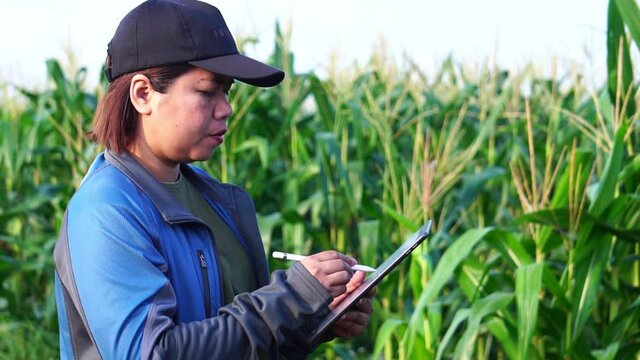 Female armer asia with digital tablet examining corn crop