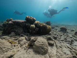 Scuba divers in background above camouflaged scorpion fish, shallow Caribbean reef