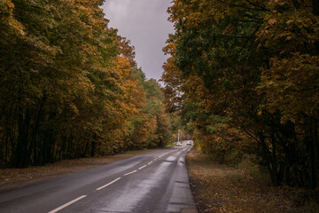 road in autumn forest