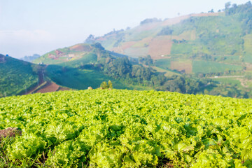 An organic vegetable garden that is grown in the high mountains because of the cold weather, it produces beautiful and complete vegetables without the use of additional chemicals.