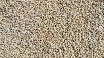 Fresh coffee that is processed by peeling for drying and roasting to give the coffee aroma and ready to be sold or exported to be processed into beverages at home and coffee shops.