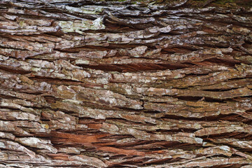 The unique bark background and motifs make it popular to use as backgrounds to add text and to complement any design. Abstract background and beautiful bark pattern.