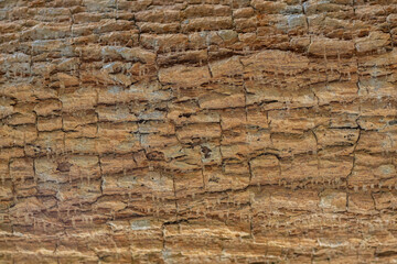 The unique bark background and motifs make it popular to use as backgrounds to add text and to complement any design. Abstract background and beautiful bark pattern.