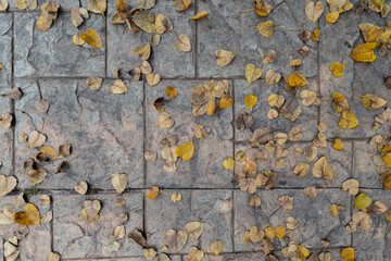 In the background of the dried Bodhi leaves falling to the ground inside the temple are the long-lived Bodhi leaves inside the temple, considered a sacred tree for the Buddha in Buddhism.