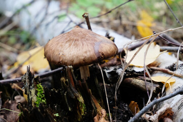 Deer mushroom pluteus among the foliage and branches in the autumn forest. Fawn deer shield, fawn-colored mushroom, pluteus cervinus