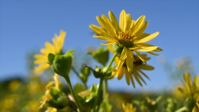 Biene sammelt im Sommer auf blühender gelben Blume Nektar.