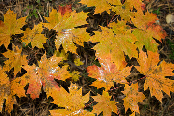 autumn leaves background
