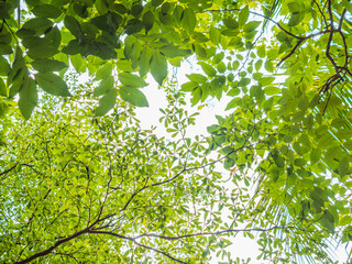 Green leaves on the green backgrounds.