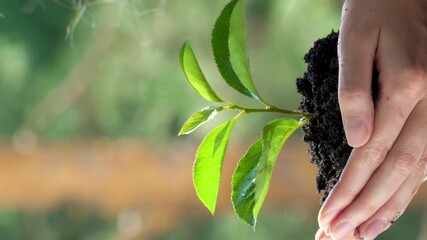 Tree sprout growing from human hands on the forest background. Vertical video for smartphone screen, for target social media platforms and web browsers on mobile devices. - Powered by Adobe