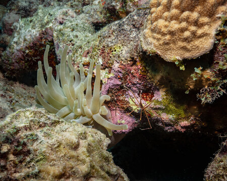 Arrow Crab And Sea Anemone Close Up Of Coral And Algae Caribbean