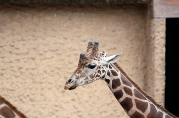 Obraz premium キリン