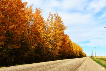 An image of a rural country dirt road in late autumn with brightly colored autumn leaves on the trees.  