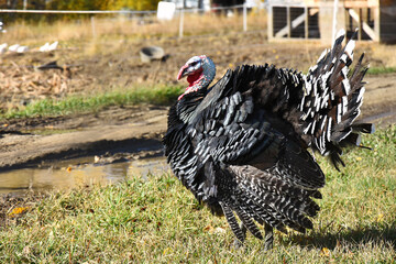 An image of organically raise farm turkeys strutting around a farm yard in autumn. 