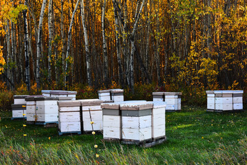 An image of several white beehives in an open field surrounded by trees with brightly colored fall...