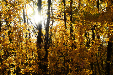 An image of brightly color autumn leaves in late fall. 