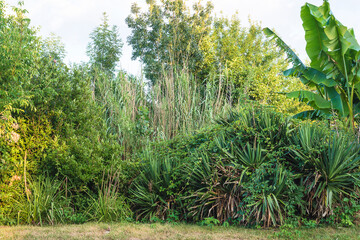 Beautiful summer park with various plants on sunny summer day
