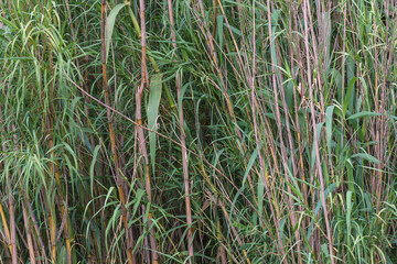 Fototapeta premium Green reeds stems background