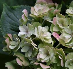 pink and white hydrangea