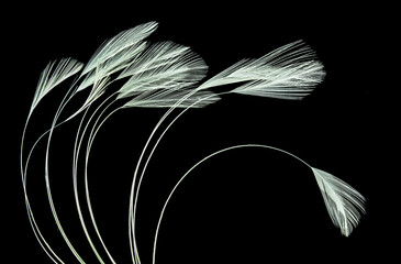 Close-up view of white chicken feathers on black background