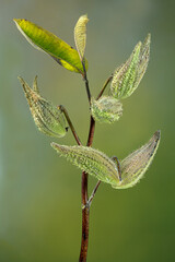 Stem of common milkweed (Aslepias syriaca) in fall, showing maturing seed pods and last leaves of the season. Essential host of monarch butterfly.