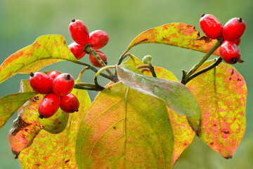 Berries and leaves of flowering dogwood (Cornus florida) in autumn in central Virginia. Berries are...