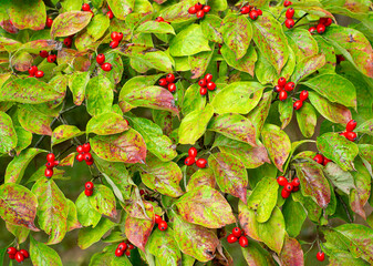Berries and leaves of flowering dogwood (Cornus florida) in autumn in central Virginia. Berries are food for wildlife in fall and winter.