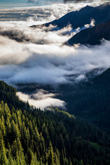 Obraz premium northwest pacific evergreen forest on the mountains of Olympic National park in Washington state.