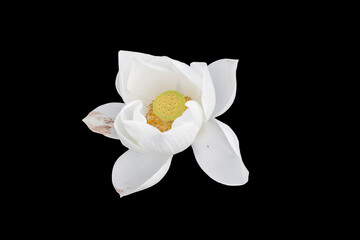 White lotus on black background-clipping path