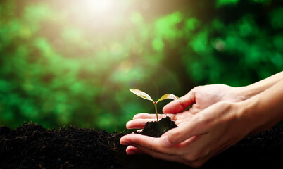 hand holding small tree for planting. concept green world earth day.  Care of the Environment. Ecology concept.               