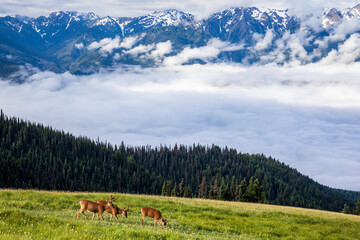 blue skies and clouds  partially covering the Olympic mountain range as viewed from Hurricane Ridge trail in Olympic National park in Washington.