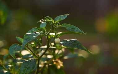Close-up view of the white flower on chili pepper plant