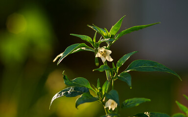 Close-up view of the white flower on chili pepper plant