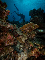 Naklejka na ściany i meble reef lobster hiding divers in the background Caribbean scuba diving scene