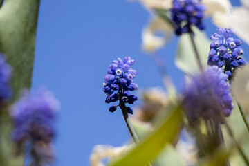 lavender againt the blue sky background