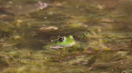 Edible frog, common water frog or green frog in swamps, Rana esculenta