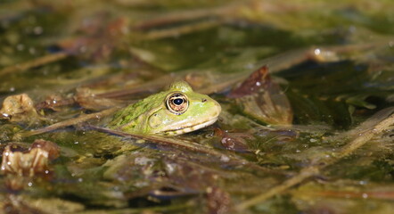 Edible frog, common water frog or green frog in swamps, Rana esculenta