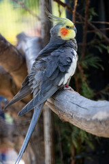 grey parrot on branch