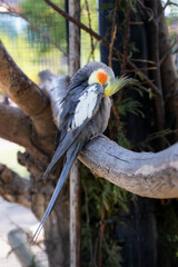 grey parrot on branch