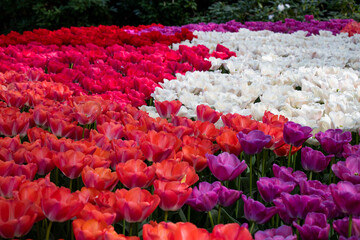 field of tulips