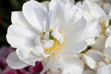 close up of a white flower