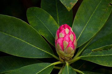 Pink flower bud