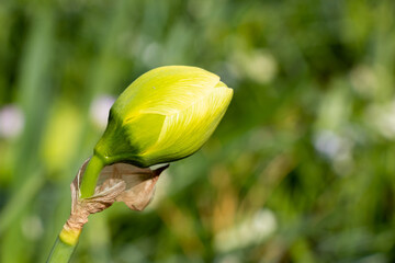 flower bud