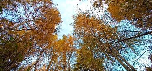 A walk in the forest in autumn in good weather
